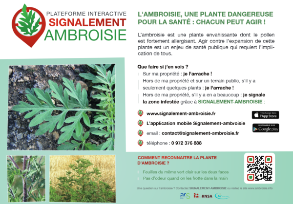 ambroisie, lutte, allergie, signalement