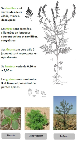 ambroisie, reconnaitre, pollen, allergie