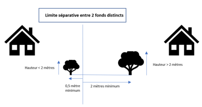 arbre, taille, hauteur, limite séparative, règlementation, plantation