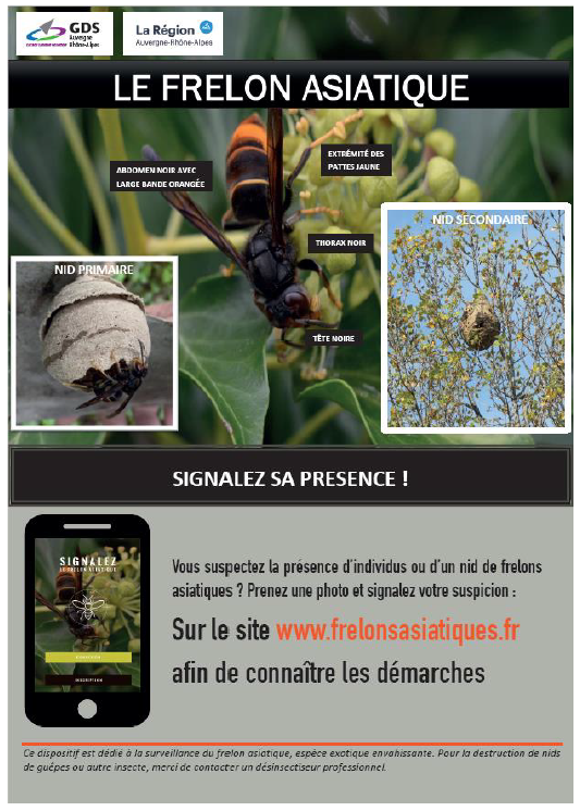 frelon asiatique, signalez, présence