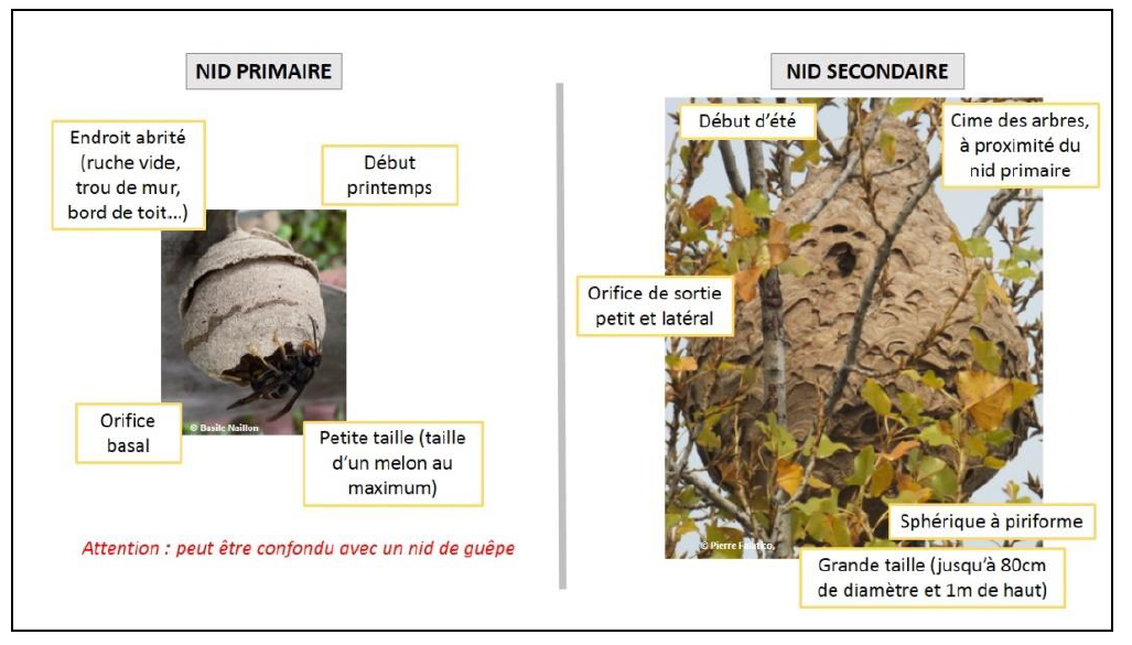 frelon, nid, primaire, secondaire